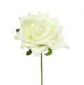 Habszivacs Rózsa Ø7.5cm Krém 18 db | Floristik24.hu