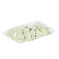 Habszivacs Rózsa Ø7.5cm Krém 18 db | Floristik24.hu