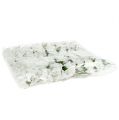 Habrózsa Ø 3,5cm fehér 48 db | Floristik24.hu
