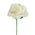 Habszivacs Rózsa Ø3.5cm Krém 48 db | Floristik24.hu