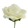 Habszivacs Rózsa Ø6cm Krém 27 db | Floristik24.hu