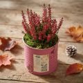 Kaspó, díszcserép, kerek, lila, fém, vintage dekoráció, Ø8cm, M7.5cm | Floristik24.hu