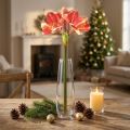Artificial Amaryllis Pink and Cream – Nagy szárú virág 76cm | Floristik24.hu