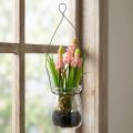 Szőlő jácint műrózsaszín üvegben 16cm | Floristik24.hu