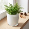 Üvegültető fehér Ø11,5cm H11cm | Floristik24.hu