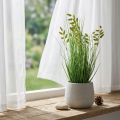 Quaking Grass Műfű Műfű cserepes növény 36cm | Floristik24.hu