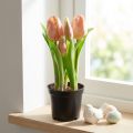 Mesterséges tulipán cserépben Tulipán Barack művirág 22cm | Floristik24.hu