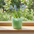 Üveg edény Ø7,8cm H8cm menta zöld | Floristik24.hu