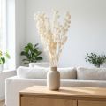 Szárított Physalis, Fehérített Kínai Lámpásvirág, Dekoratív Nikandra, 75-80cm, 100g | Floristik24.hu