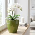 Orchidea cserép fényes Ø12,5cm olívazöld 1 db | Floristik24.hu