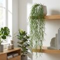 Dekoratív indák, korall kaktusz, mesterséges Rhipsalis vállfa Green L120cm | Floristik24.hu