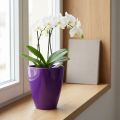Orchidea cserép, fényes, Ø12,5cm, lila | Floristik24.hu