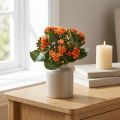 Lángoló Käthchen Kalanchoe műnarancs 24cm | Floristik24.hu