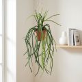 Rhipsalis mesterséges korallkaktusz függőkosár H87cm | Floristik24.hu