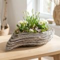Növény csónak növény hullám rattan natúr fehér 45x16cm | Floristik24.hu