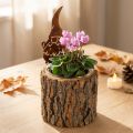 Virágcserép fa kéreg ültető törpe rozsda M24cm | Floristik24.hu
