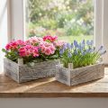Téglalap alakú fa növényi doboz fehérített 32x17/25x13cm 2 db-os készlet | Floristik24.hu