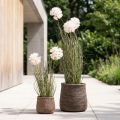 Művirág dekoratív gömbvirág allium díszhagyma műhagyma 54cm | Floristik24.hu