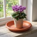 "Linda" csészealj Ø18cm terrakotta | Floristik24.hu
