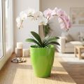 Orchidea cserép fényes Ø12,5cm lime 1 db | Floristik24.hu