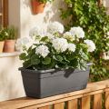 Geránium bokor fehér 38cm | Floristik24.hu