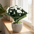 Mesterséges Kalanchoe Flaming Käthchen White 24cm | Floristik24.hu
