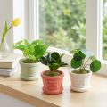 Mesterséges zöld növények mini növények cserépben 15cm 3db | Floristik24.hu