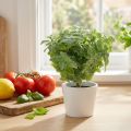 Menta műzöld 25cm 12 db | Floristik24.hu