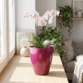 Orchidea cserép fényes Ø12,5cm cseresznye 1 db | Floristik24.hu