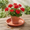 "Linda" alátét Ø33cm terrakotta | Floristik24.hu