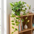 Philodendron Scindapsus fazékkal, könnyen kezelhető - ideális irodai és otthoni használatra 32cm | Floristik24.hu