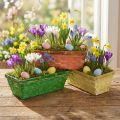 Rugós kosár 25x13x9cm narancs, sárga, zöld 6 db | Floristik24.hu