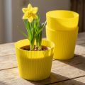 Redős mandzsetta sárga 14,5cm 100 db | Floristik24.hu