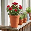 Rózsacserép műanyag 19cm terrakotta 1 db | Floristik24.hu