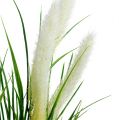 Floristik24 Rókafarkfű fű zöld, fehér 63cm