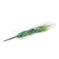Floristik24 Rókafarkfű fű zöld, fehér 63cm