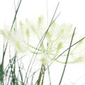 Floristik24 Bulrush Grass Művirág Művirágok cserépben 56cm