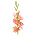 Floristik24 Műkardvirág sok virággal csokorba, 88 cm