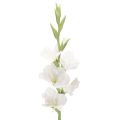 Floristik24 Műkardvirág, hosszú szárú, vázába, 88 cm