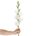 Műkardvirág, hosszú szárú, vázába, 88 cm | Floristik24.hu