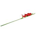 Floristik24 Gladiolus piros mű 86cm