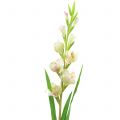 Floristik24 Gladiolus fehér 93cm