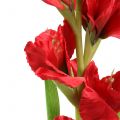 Floristik24 Gladiolus piros 93cm