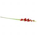 Floristik24 Gladiolus piros 93cm