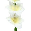 Floristik24 Gladiolus fehér 86cm mű