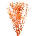 Floristik24 Baba lehelet szárított virágcsokor Gypsophila 75cm 100g