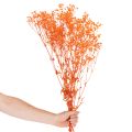 Baba lehelet szárított virágcsokor Gypsophila 75cm 100g | Floristik24.hu