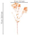 Baba lehelet szárított virágcsokor Gypsophila 75cm 100g | Floristik24.hu