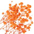 Baba lehelet szárított virágcsokor Gypsophila 75cm 100g | Floristik24.hu