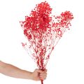 Szárított babalevelet (Gypsophila) csokor 75cm 100g | Floristik24.hu